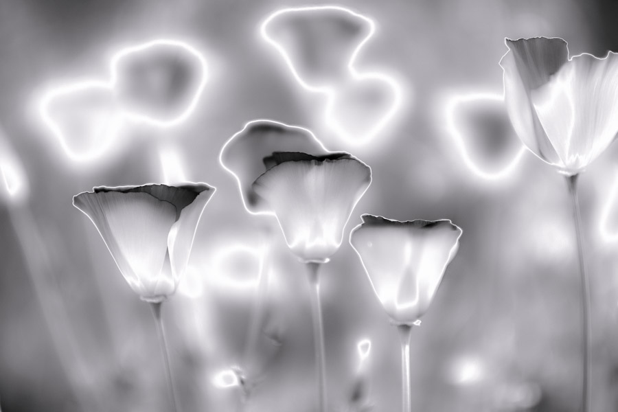 BCI_2020-03-28_ID#9057-E - Luminous Poppies