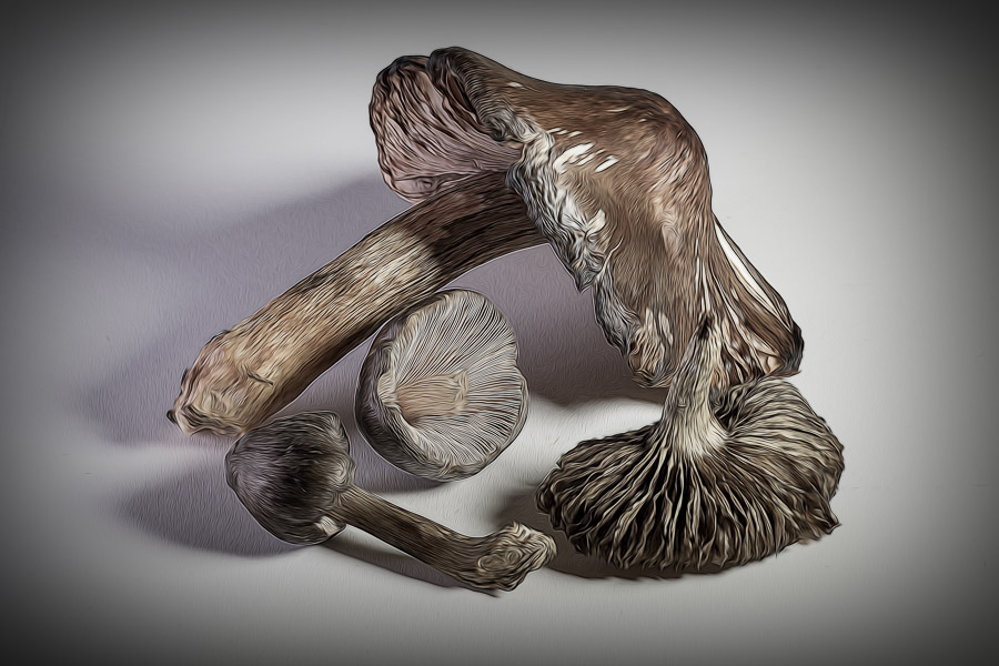 BCI_2020-03-31_ID#9078-E - Magic Mushrooms