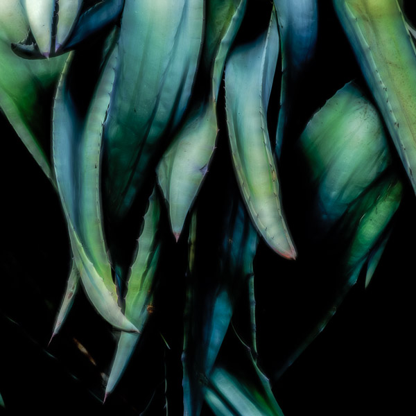 BCI_2018-08-28_ID#5687-E-2 - Alien Agave