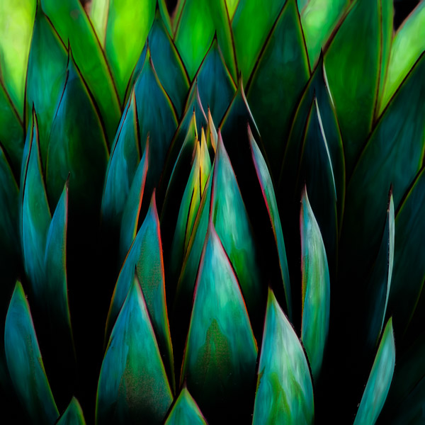 BCI_2019-09-27_ID#8605-E - Agave